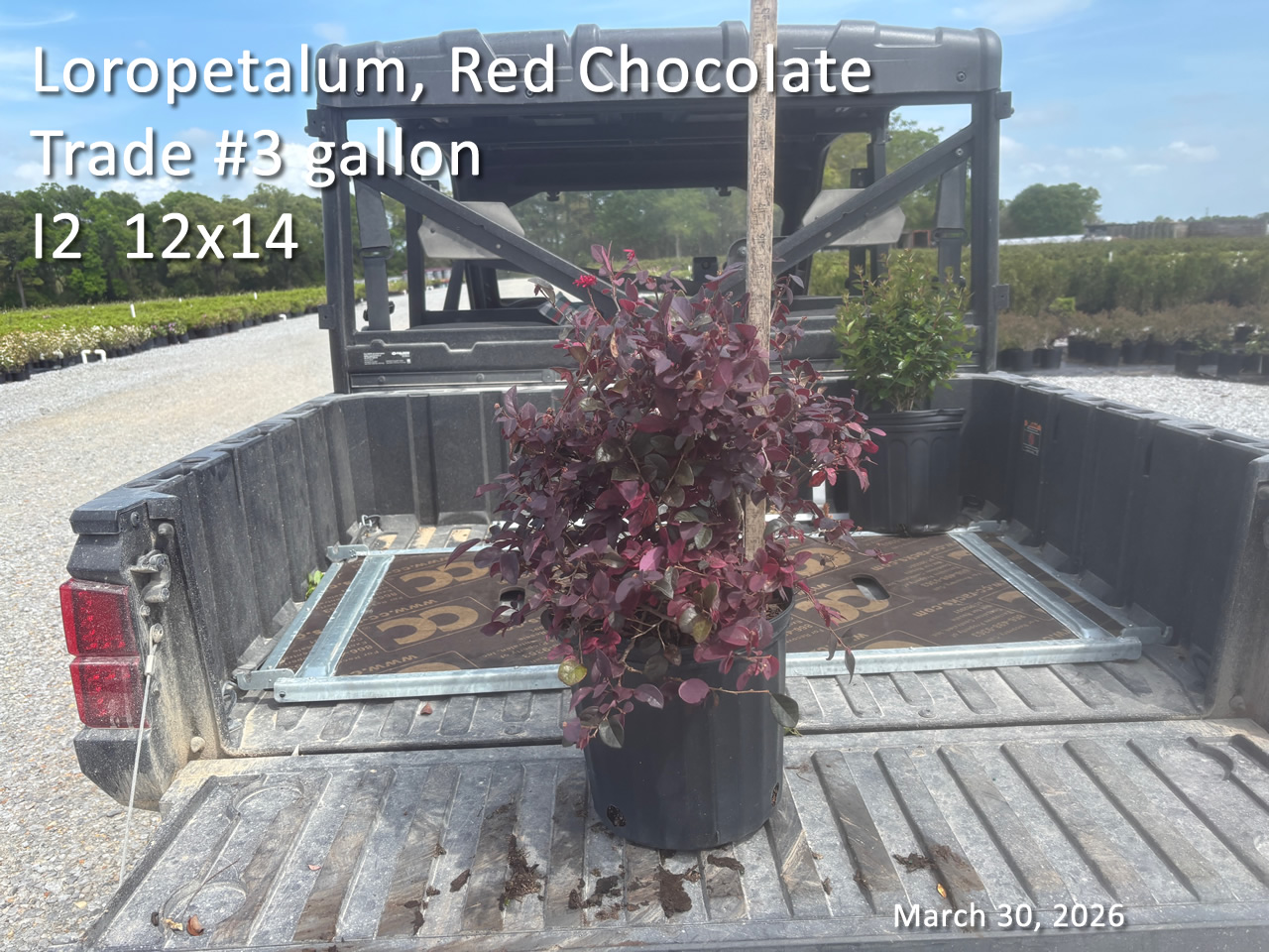 gallery/lrc3t i2 mar30.jpg